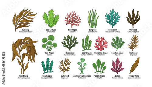 Variety of colorful seaweed species vector illustration transparent background ocean plants and algae collection.