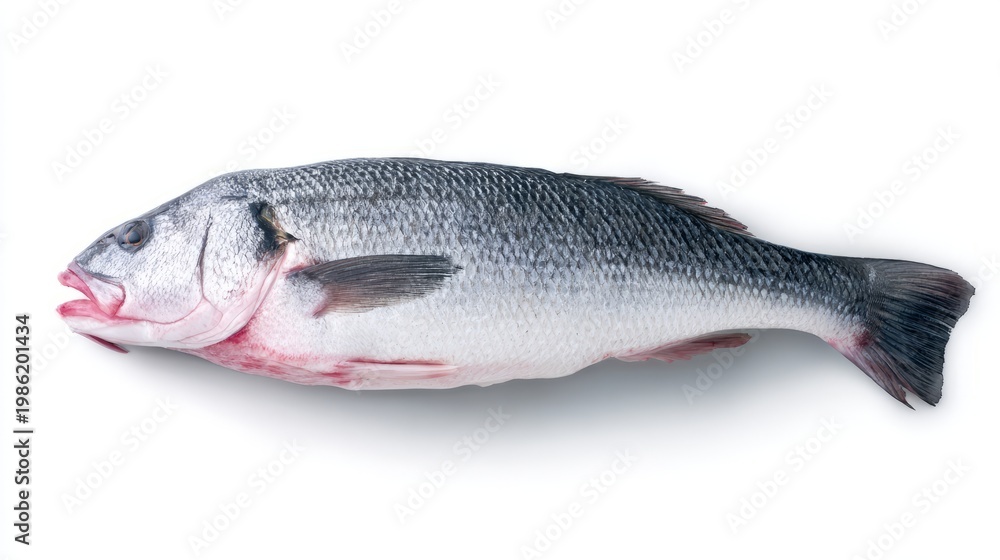 Fototapeta premium seabass. Single fresh sea bass fish isolated, food photography on white background. menu design, packaging mockups, designed for culinary blogs and recipe cards for restaurants. 