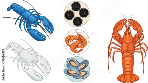Detailed collection of professional seafood vector illustrations featuring various lobster styles shrimp blue mussels and sea urchins isolated on white background.