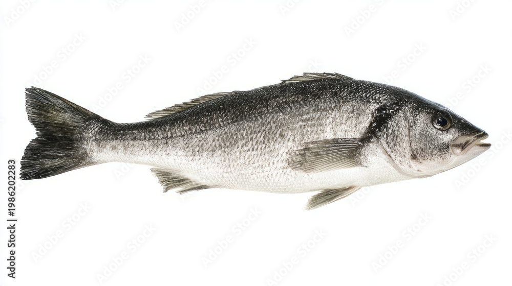 Obraz premium seabass. Single fresh sea bass fish isolated, food photography on white background. menu design, packaging mockups, designed for culinary blogs and recipe cards for restaurants. 