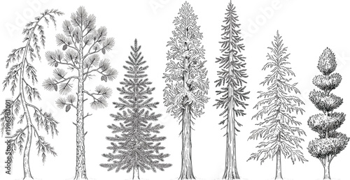 A collection of diverse coniferous trees and evergreen flora, showcasing various species and natural botanical elements