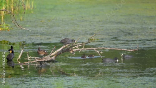 waterfowls sitting on a branch in the lake