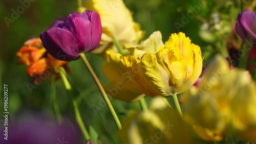 purple and yellow tulips in the garden