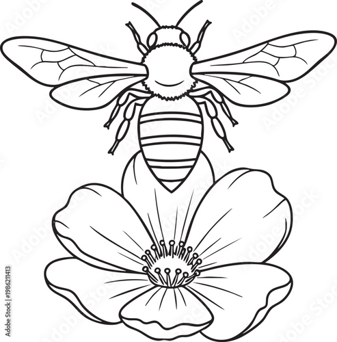 Bee landing on a flower line art drawing with pollination honeybee wildlife
