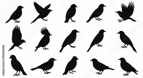 Set of Black Bird Silhouettes in Various Poses