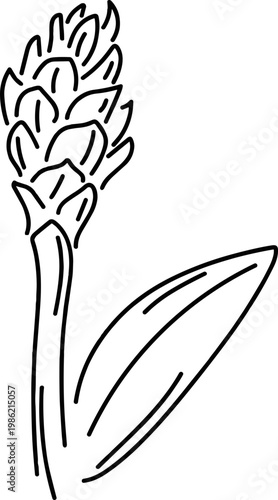 Ginger Flower Line Art SVG, Ginger Flower SVG