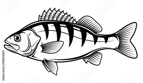 Detailed black and white illustration of a european perch fish side view