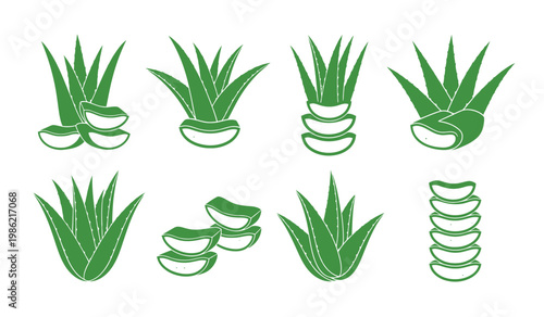 Aloe vera plant collection botanical illustration with various arrangements and sections