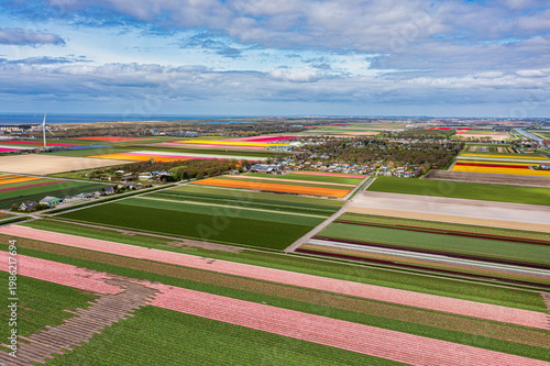 A bird's-eye view of colorful, blooming tulip fields in North Holland