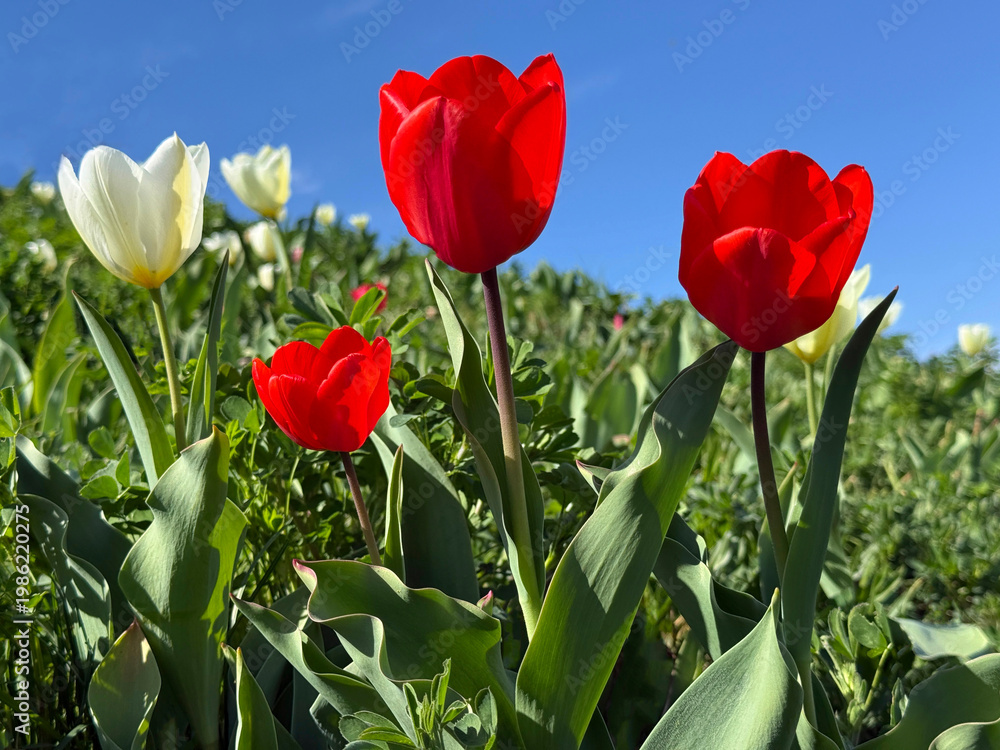 Naklejka premium Red tulips in the meadow.