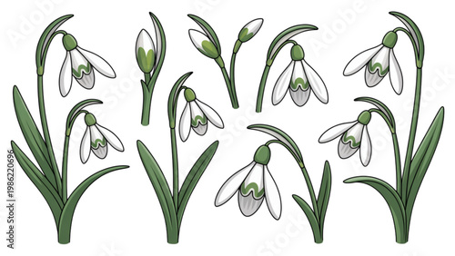 Graceful cluster of white and light green flowering plants with slender stems Vector