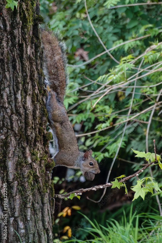 Fototapeta premium scoiattolo al parco