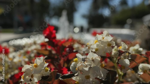 Sunlit close up of flowers in landscaped garden with bokeh