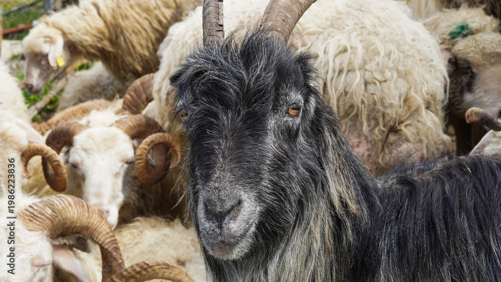 Fototapeta premium Black goat with curved horns among white sheep in a rural setting