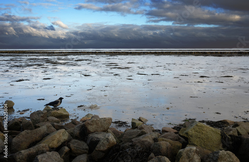 Nebelkrähe am Wattenmeer an der nördlichen Nordsee.