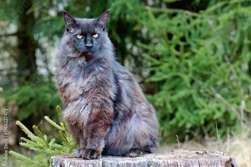 Obraz na płótnie A norwegian forest cat male is sitting on a stump in forest