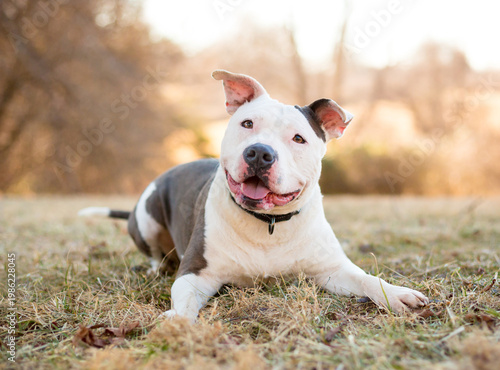 A happy gray and white Pit Bull Terrier mixed breed dog lying down