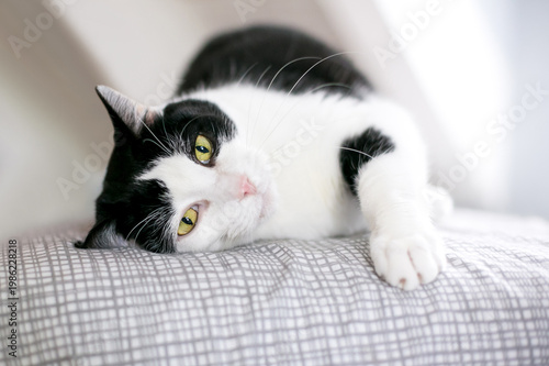 A black and white shorthair cat lying on its side on a bed