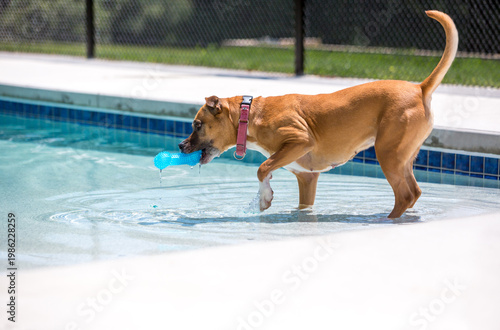 A mixed breed dog retrieving a toy in a swimming pool