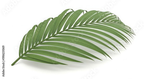 illustration of a green palm leaf with detailed veins and a natural curve isolated on white background, illustration