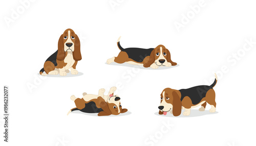 Basset Hound Dogs in Various Poses on White Background