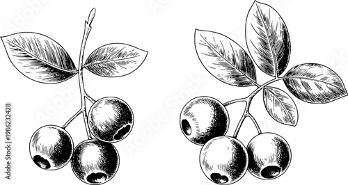 Vintage black and white of branches with berries and leaves berry fruit leaf