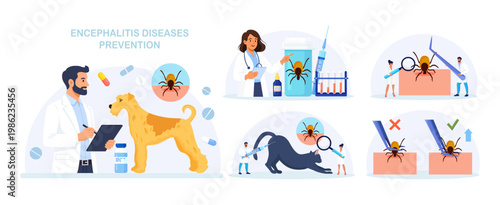 Set of Prevention of Lyme, Encephalitis. Doctor Removes Encephalitis Ticks. Parasite Carrying Disease. First Aid with Infections Transmitted by Mites. Tick attached to skin, removed with tweezers