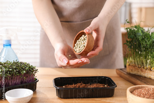 Woman planting microgreens seeds at wooden table indoors, closeup