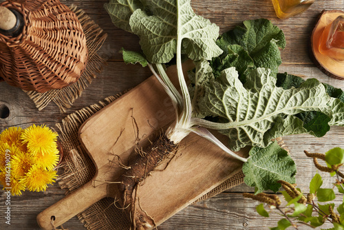 Fresh whole burdock plant with root on a table in spring