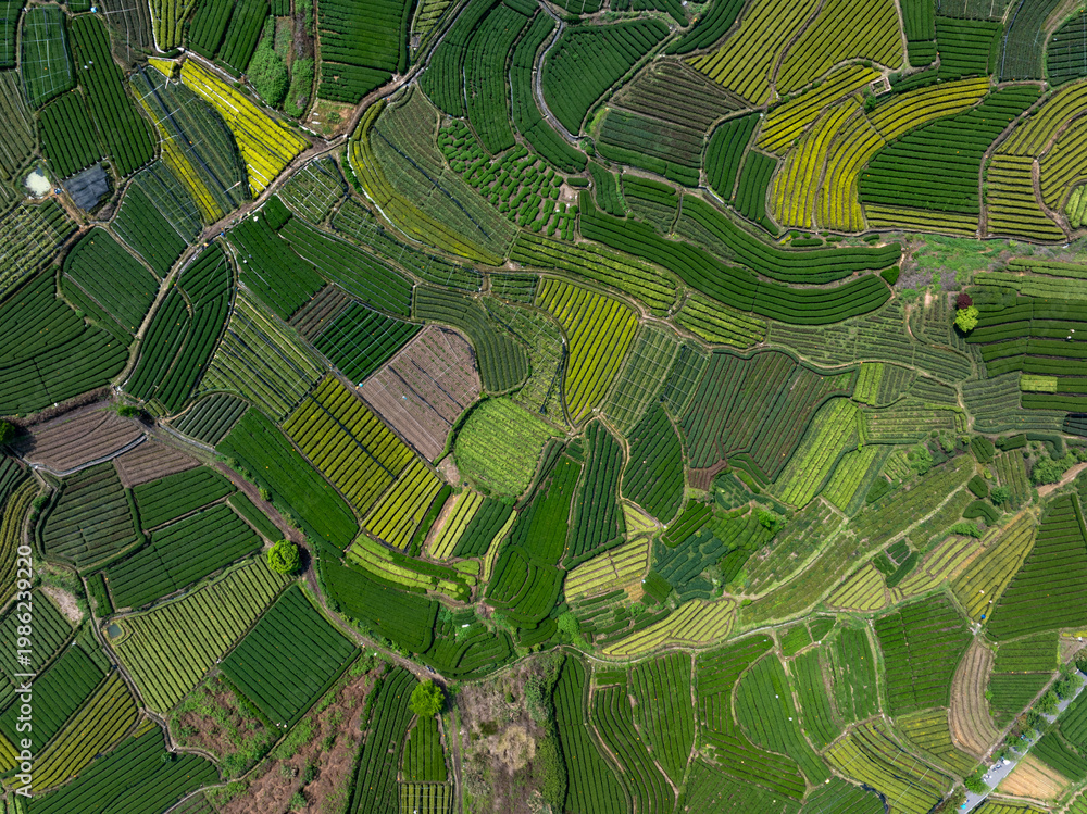 Fototapeta premium Aerial view of terraced tea plantations with layered green fields and intricate patterns