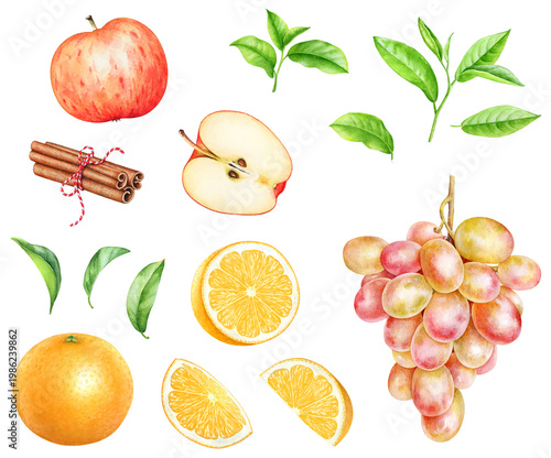 Green tea leaves, apple, orange fruits, grapes, and cinnamon sticks watercolor hand drawn illustration.