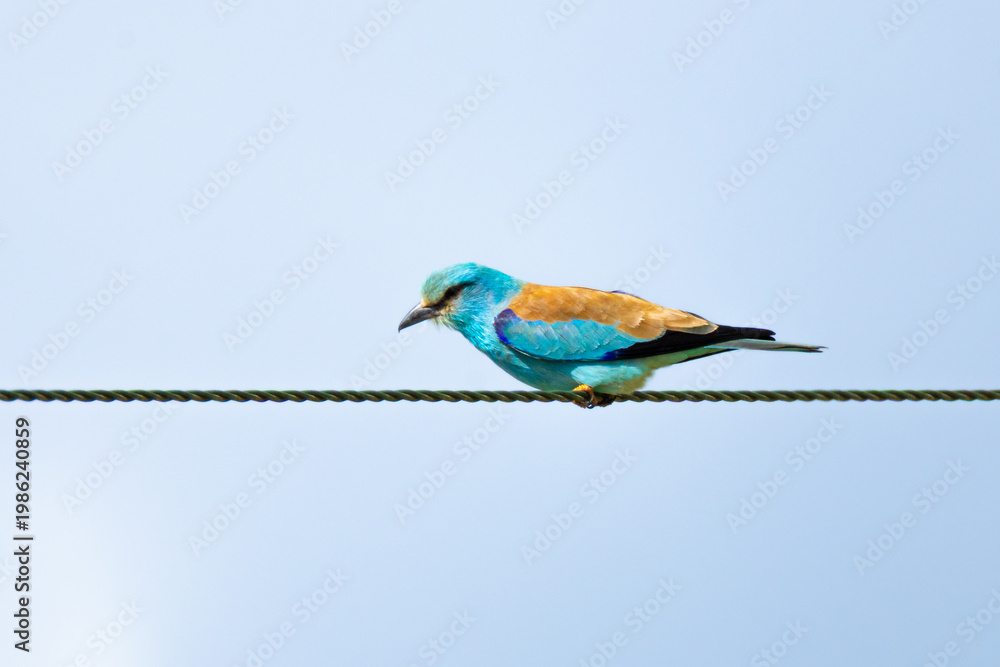 Obraz premium European Roller (Coracias garrulus) perched on a power line. Colorful migratory bird with turquoise plumage resting on an electrical wire.
