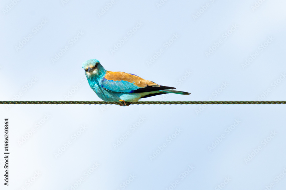 Fototapeta premium European Roller (Coracias garrulus) perched on a power line. Colorful migratory bird with turquoise plumage resting on an electrical wire.