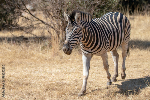 Male Zebra standing in savanna in South Africa RSA