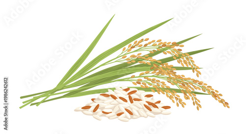 A detailed illustration shows fresh green rice stalks with heavy golden grain heads resting beside a small pile of mixed white and brown unpolished rice.