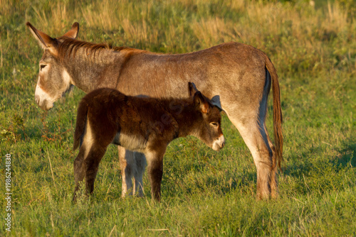 Donkey and Colt in Custer State Park