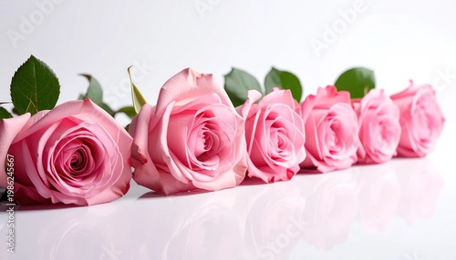 Beautiful Pink Roses Lined Up in a Row on a White Background.