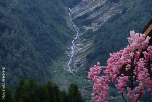 flowers in the mountains