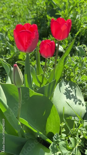 Red tulips in grass, vertical video.