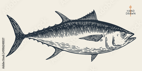 Tuna Fish, seafood, sketch. Vintage retro print, seafood tuna fish sketch, sea life, ink pencil style drawing engrave old school artwork, hand drawn. Sketch artwork tuna fish. Vector Illustration