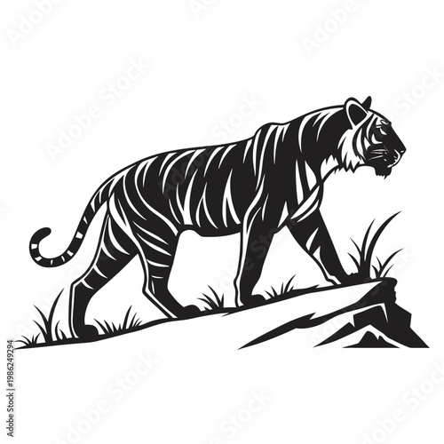 Tiger on rocky outcrop wild jungle cat.