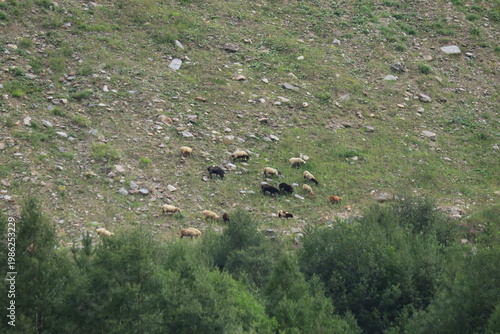 sheep graze on the mountainside