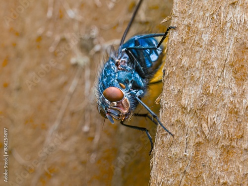 Closeup macro of a Blue Blowfly, common bluebottle Calliphora vicina, Detailed macro photograph of a metallic blue and green blowfly perched on a green leaf with prominent red eyes