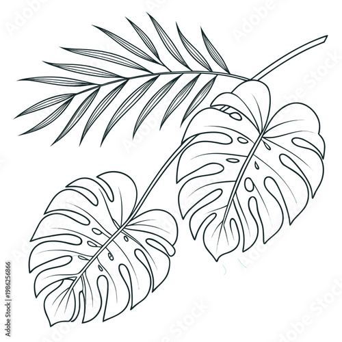 Monstera deliciosa and palm leaf outline vector.