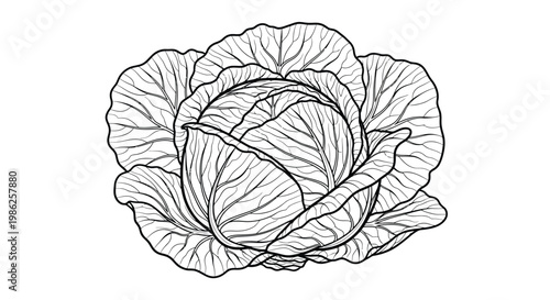 Detailed line art illustration of a tightly packed cabbage head