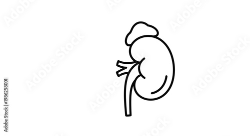 Human Kidney Icon, Medical Organ Line Art, Health and Science Symbol