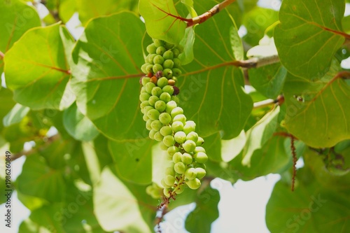 Raisinier bord-de-mer ( coccoloba uvifera)	