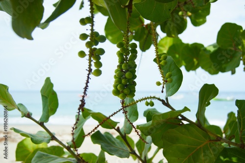 Raisinier bord-de-mer ( coccoloba uvifera)	
