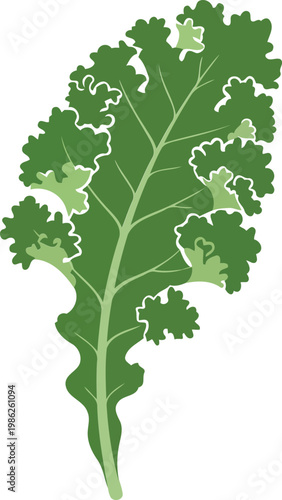 Green Kale Leaf vegetable plant