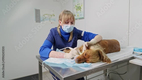 Professional female veterinarian using an ultrasonic scaler to remove tartar from the teeth of a sedated english cocker spaniel lying on a stainless steel examination table at the veterinary clinic